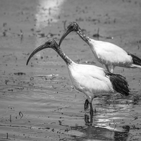 Buy canvas prints of African Sacred ibis by Petronella Wiegman