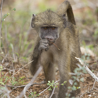 Buy canvas prints of  Baboon teen by Petronella Wiegman