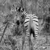 Buy canvas prints of Zebra baby by Petronella Wiegman