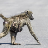 Buy canvas prints of  Baboon mom and baby by Petronella Wiegman