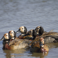 Buy canvas prints of White faced Whistling Ducks by Petronella Wiegman