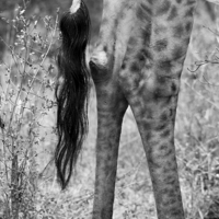 Buy canvas prints of  Giraffes tail by Petronella Wiegman