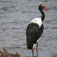 Buy canvas prints of  Saddle Billed Stork by Petronella Wiegman