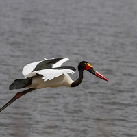 Buy canvas prints of Saddle Billed Stork by Petronella Wiegman