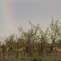 Buy canvas prints of Impalas under rainbow by Petronella Wiegman