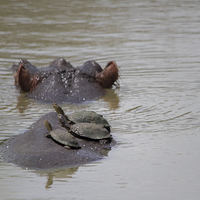 Buy canvas prints of Hippo and Helmeted Terrapins by Petronella Wiegman