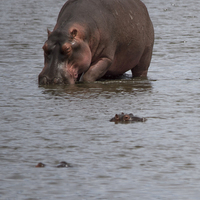 Buy canvas prints of  Hippos by Petronella Wiegman