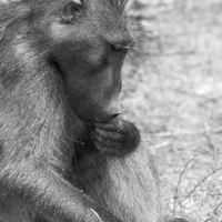 Buy canvas prints of  Baboon by Petronella Wiegman