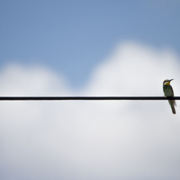 Buy canvas prints of  Bee eater by Petronella Wiegman