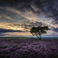Buy canvas prints of  Goathland Lonely Tree by Neil Cameron