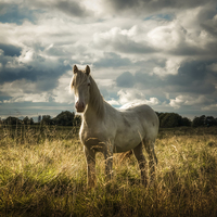 Buy canvas prints of  White Horse of Figham  by Neil Cameron