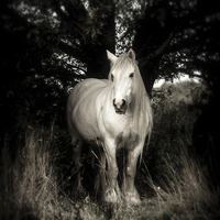 Buy canvas prints of White horse by Neil Cameron