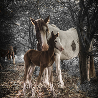 Buy canvas prints of Newborn  by Neil Cameron