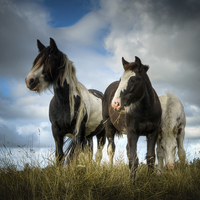 Buy canvas prints of  Wild Ponies  by Neil Cameron