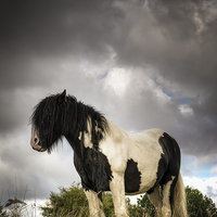 Buy canvas prints of  The Wild Pony by Neil Cameron
