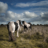Buy canvas prints of  Wild Ponies of Figham by Neil Cameron