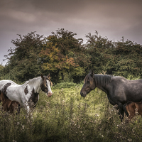 Buy canvas prints of  Two Mares and Two Foals by Neil Cameron