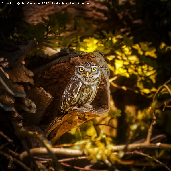 Little owl Framed Print by Neil Cameron