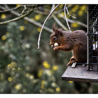 Buy canvas prints of  Red squirrel by David Portwain