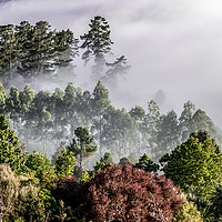 Buy canvas prints of Misty valley, Taupo, New Zealand by David Portwain
