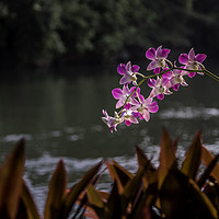 Buy canvas prints of Orchid on the riverside by David Portwain