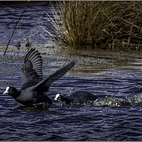 Buy canvas prints of Coot by David Portwain