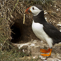 Buy canvas prints of Puffin returning to nest site by David Portwain