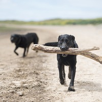 Buy canvas prints of Black Labrador at play by jessica lee
