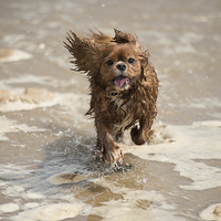 Buy canvas prints of Cavalier King Charles splashing through the sea by jessica lee