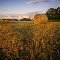 Buy canvas prints of Rolling Hay by Neil Almnond