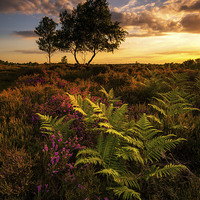 Buy canvas prints of  Dunwich Heather and Ferns by Neil Almnond