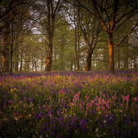 Buy canvas prints of Bluebells by Neil Almnond