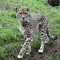 Buy canvas prints of  Cheetah Prowling by Kieron Butler