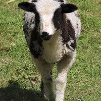 Buy canvas prints of  Cute Lamb by Kieron Butler