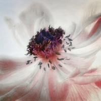 Buy canvas prints of Anemone by Ally Coxon