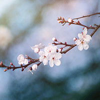 Buy canvas prints of First Blossom In February by Ally Coxon