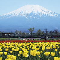 Buy canvas prints of  Mount Fuji, springtime. by Peter Schneiter