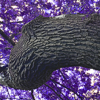 Buy canvas prints of  The Purple Tree by Andrew Rulton