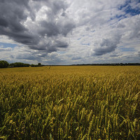 Buy canvas prints of  blue sky wheat by Rebecca Leveridge