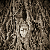 Buy canvas prints of Buddha head in a Banyan Tree in Ayutthaya, Thailan by Julian Bound