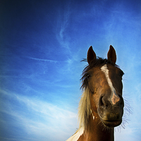 Buy canvas prints of Horse in summer with a summer's evening blue skies by Julian Bound