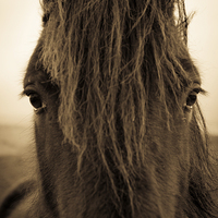 Buy canvas prints of Portrait of a Shropshire horse on an autumnal day by Julian Bound