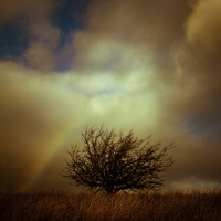 Buy canvas prints of Shropshire landscape with lone tree and rainbow by Julian Bound