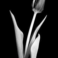 Buy canvas prints of Lone crocus in black and white by Julian Bound