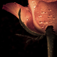 Buy canvas prints of Delicate rose petals with raindrops in colour by Julian Bound