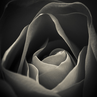 Buy canvas prints of Delicate rose petals in black and white by Julian Bound