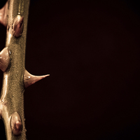 Buy canvas prints of Stem of rose thorns with dark background by Julian Bound