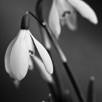 Buy canvas prints of Snowdrops in black and white by Julian Bound