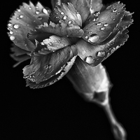 Buy canvas prints of Spring carnation with raindrops by Julian Bound