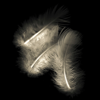 Buy canvas prints of Three feathers in black and white by Julian Bound